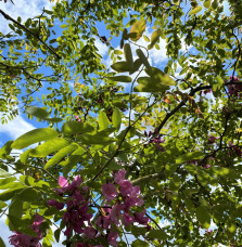 ROBINIA x margaretta casque rouge ® ‘Flemor’ / Acacia Rouge