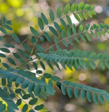 Pépinières Français PF_ROBINIA-ps ROBINIA pseudoacacia / Robinier faux acacia