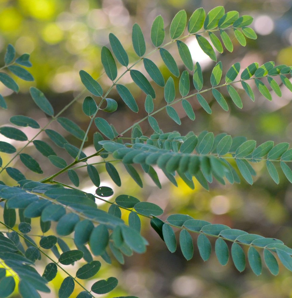 Pépinières Français PF_ROBINIA-ps ROBINIA pseudoacacia / Robinier faux acacia