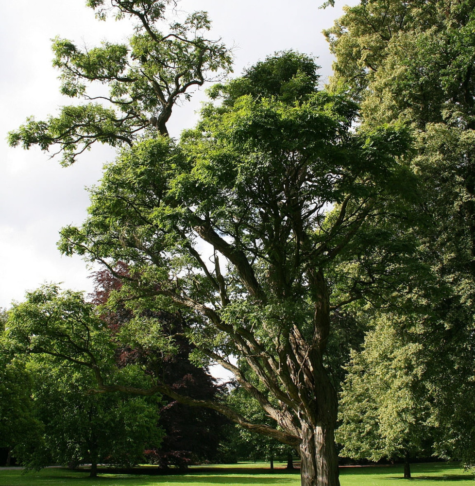 ROBINIA pseudoacacia ‘Umbraculifera’  / Acacia boule