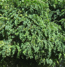 ROBINIA pseudoacacia ‘Umbraculifera’  / Acacia boule