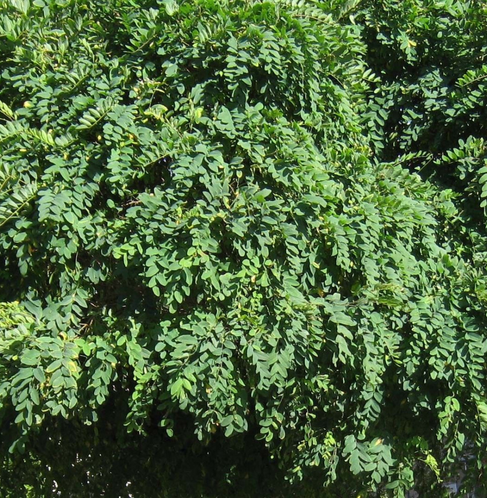 ROBINIA pseudoacacia ‘Umbraculifera’  / Acacia boule