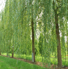 SALIX x sepulcralis ‘Chrysocoma’ / Saule pleureur