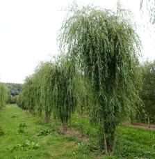 SALIX x sepulcralis ‘Chrysocoma’ / Saule pleureur