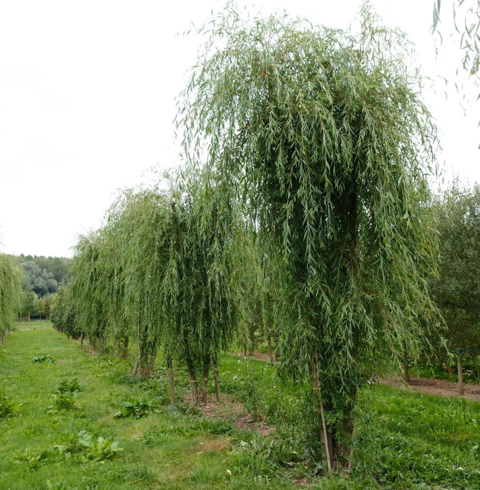 SALIX x sepulcralis ‘Chrysocoma’ / Saule pleureur