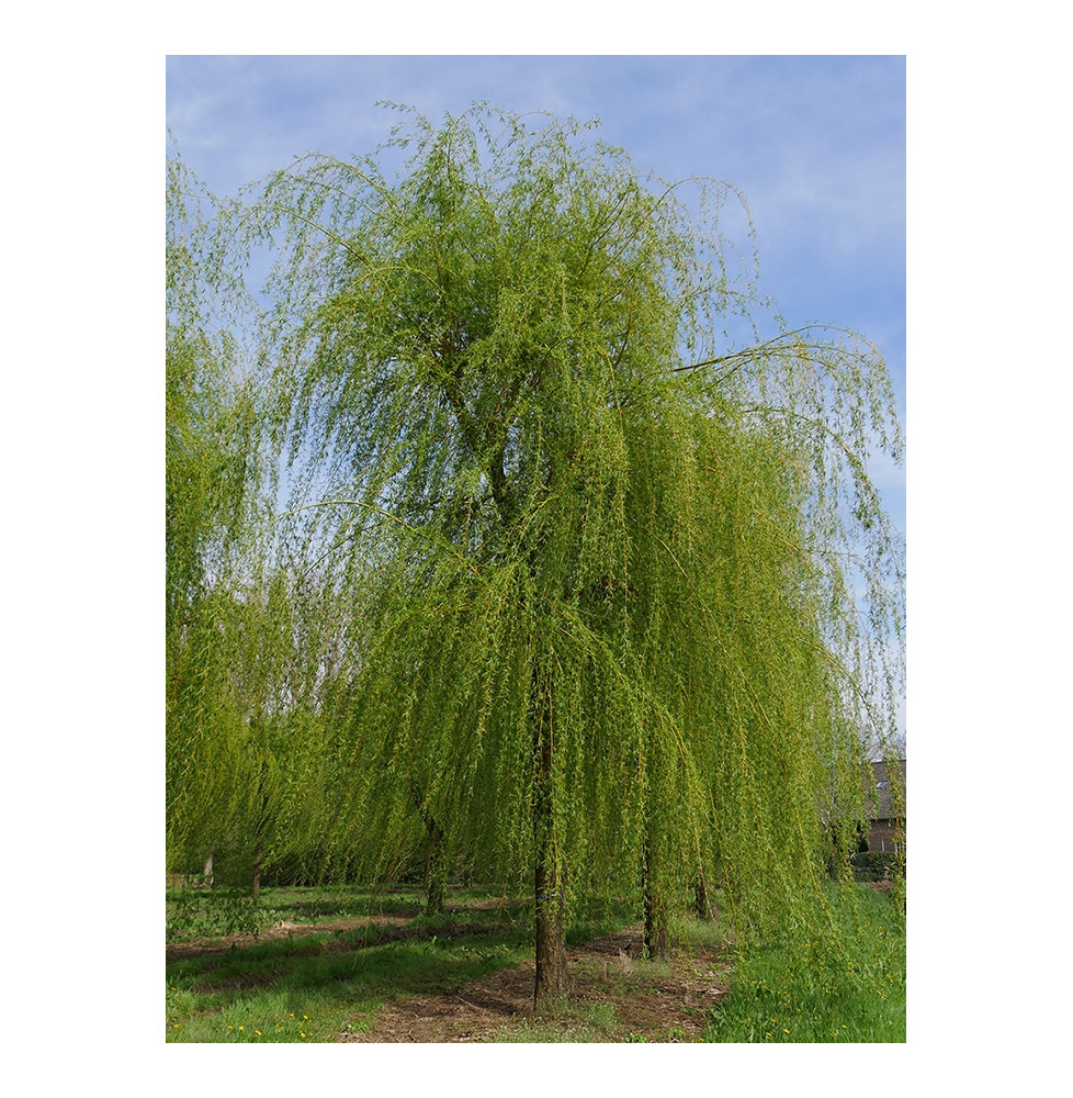 SALIX x sepulcralis ‘Chrysocoma’ / Saule pleureur