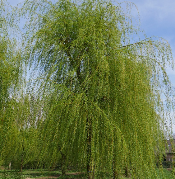 Pépinières Français PF_SALIX-x-se SALIX x sepulcralis ‘Chrysocoma’ / Saule pleureur