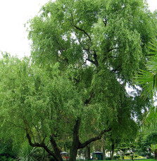 SALIX babylonica ‘Tortuosa’  / Saule tortueux