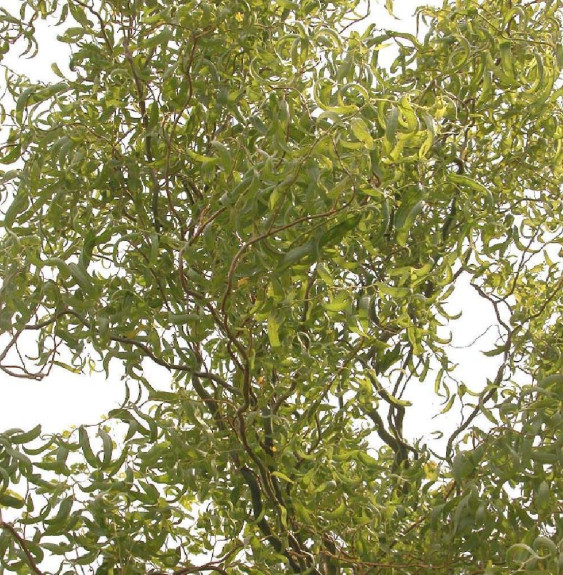 Pépinières Français PF_SALIX-baby SALIX babylonica ‘Tortuosa’ / Saule tortueux