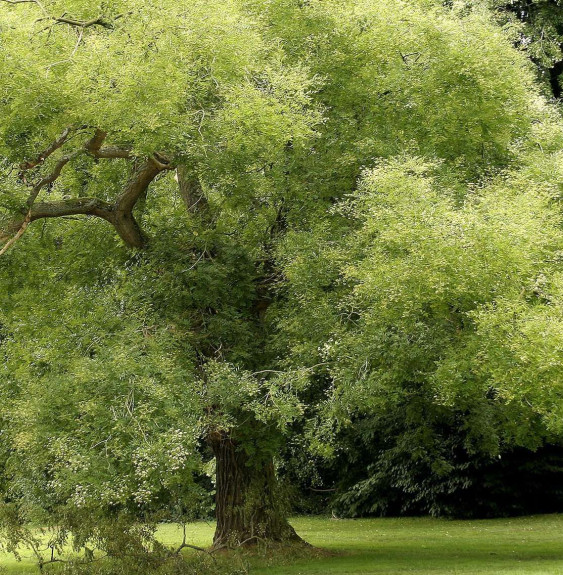 SOPHORA japonica  / Arbre des pagodes