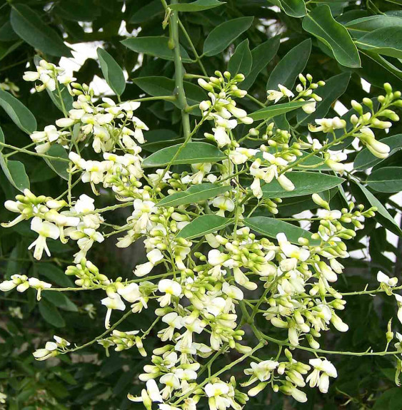 SOPHORA japonica  / Arbre des pagodes