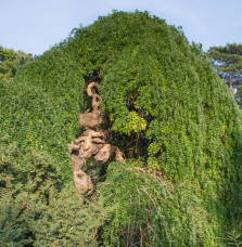 SOPHORA japonica  ‘Pendula’  / Sophora japonica 'Pendula'