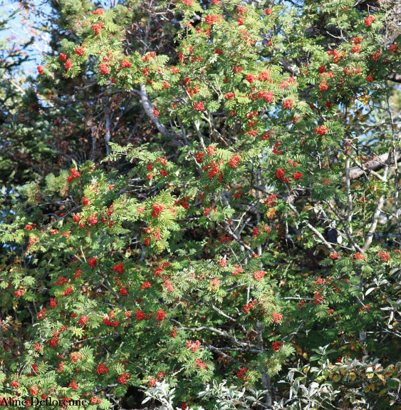 SORBUS aucuparia  / Sorbier des oiseleurs