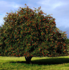 SORBUS aucuparia  / Sorbier des oiseleurs