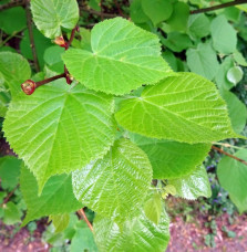 TILIA cordata / Tilleul à petites feuilles