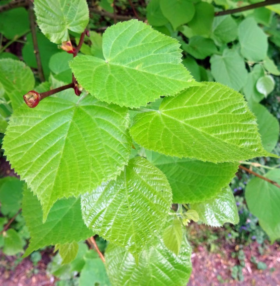 Pépinières Français PF_TILIA-cord TILIA cordata / Tilleul à petites feuilles