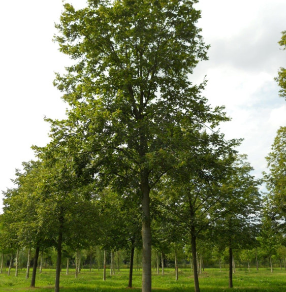 TILIA platyphyllos / Tilleul de Hollande