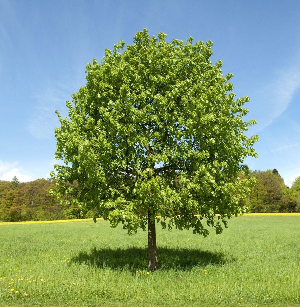 Pépinières Français PF_TILIA-plat TILIA platyphyllos / Tilleul de Hollande