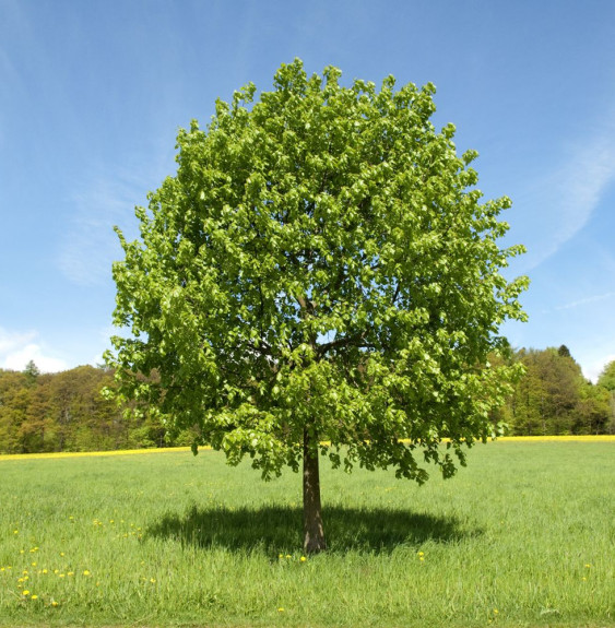 TILIA platyphyllos / Tilleul de Hollande