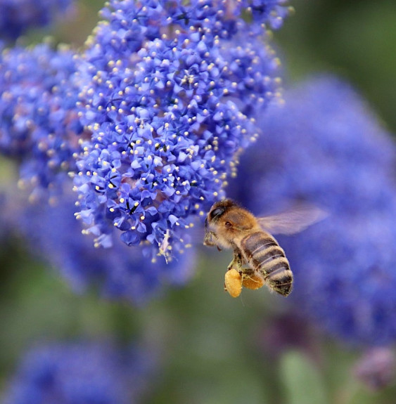 CEANOTHUS X thyrsiflorus ‘Repens’ / Céanothe, Lilas de Californie tapissant