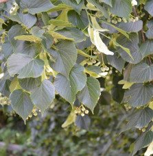 Pépinières Français PF_TILIA-plat TILIA platyphyllos / Tilleul de Hollande