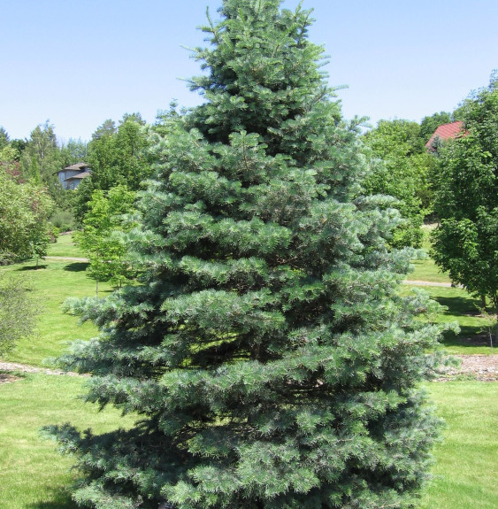 ABIES concolor  / Sapin du Colorado