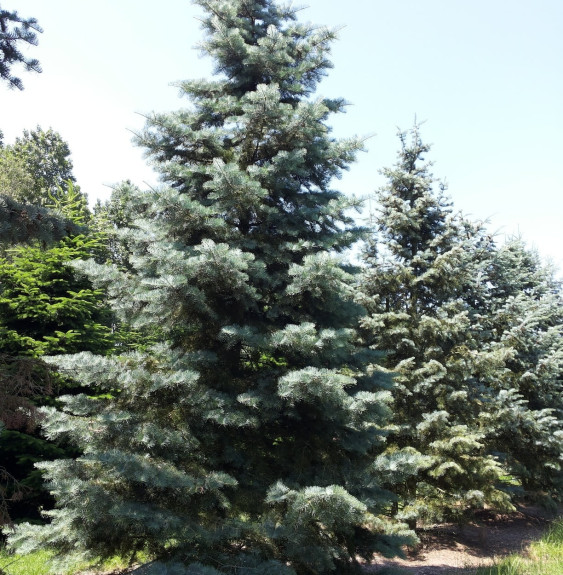 ABIES concolor  / Sapin du Colorado