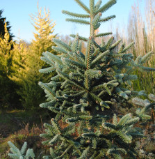 ABIES pinsapo  / Sapin d'Espagne