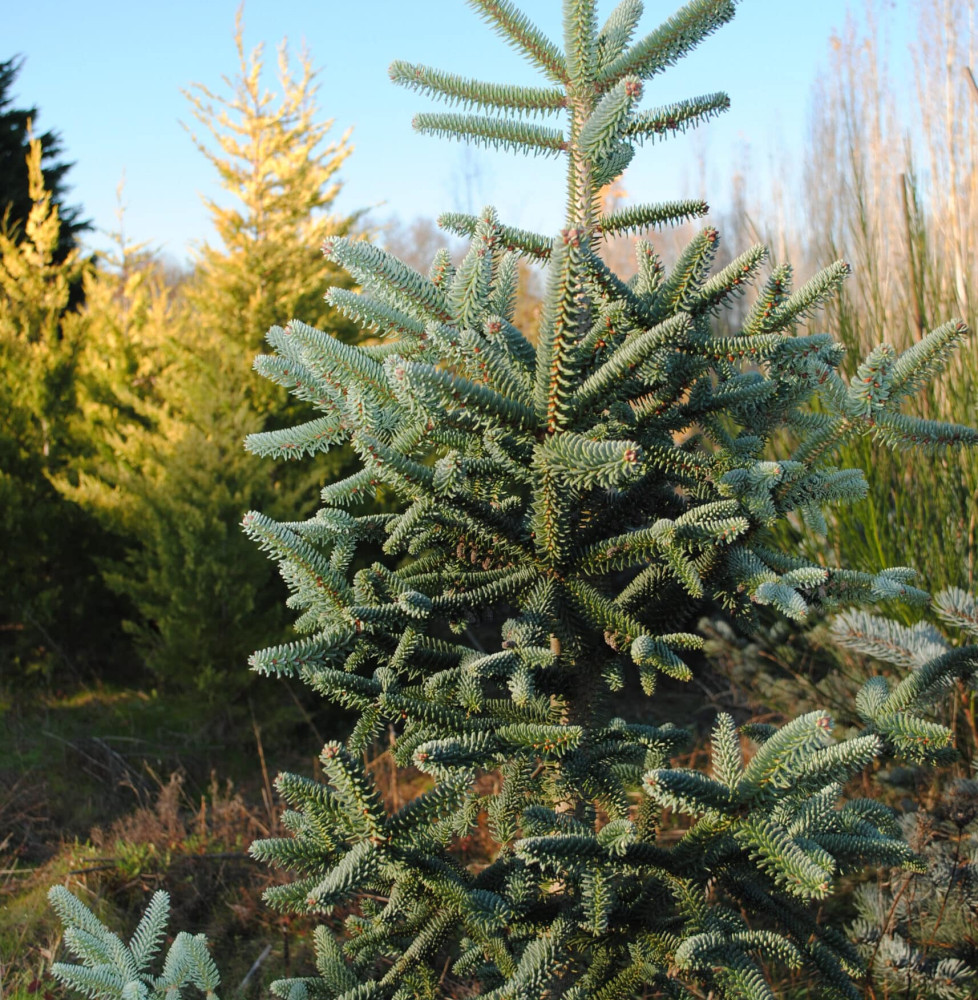 ABIES pinsapo  / Sapin d'Espagne