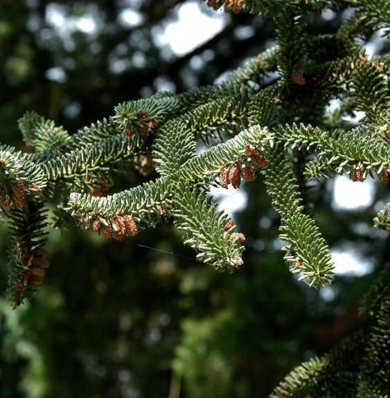 ABIES pinsapo  / Sapin d'Espagne