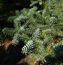 ABIES pinsapo 'Glauca' / Sapin bleu d'Espagne