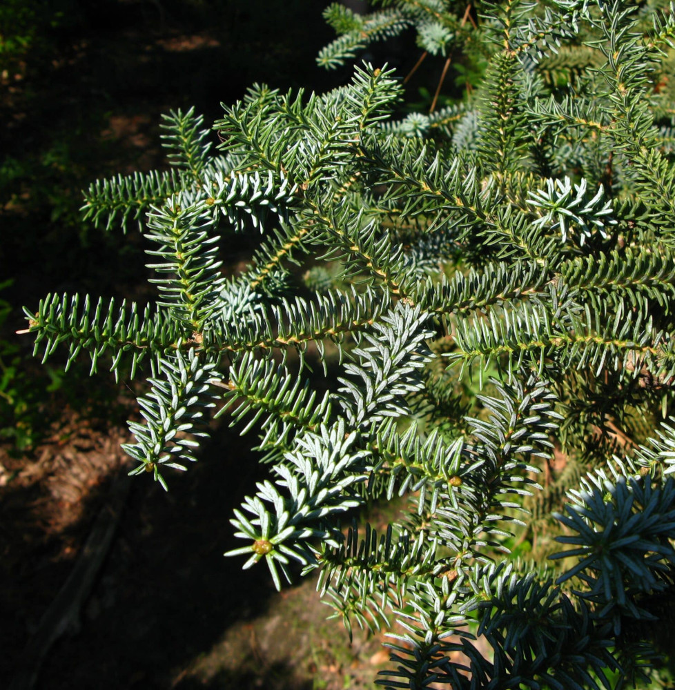 ABIES pinsapo 'Glauca' / Sapin bleu d'Espagne