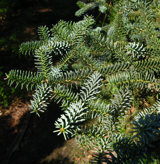 ABIES pinsapo 'Glauca' / Sapin bleu d'Espagne