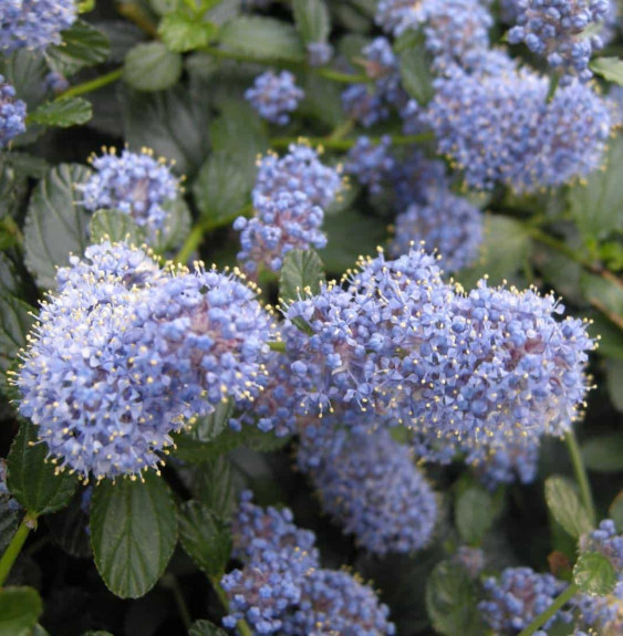 CEANOTHUS X thyrsiflorus ‘Repens’ / Céanothe, Lilas de Californie tapissant