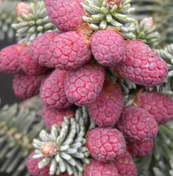 ABIES pinsapo 'Glauca' / Sapin bleu d'Espagne