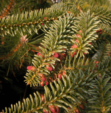 ABIES pinsapo 'Glauca' / Sapin bleu d'Espagne