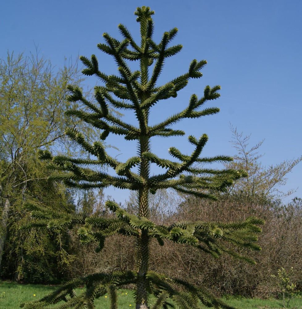 ARAUCARIA araucana / Désespoir des singes