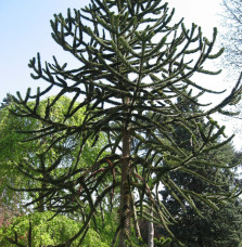 ARAUCARIA araucana / Désespoir des singes