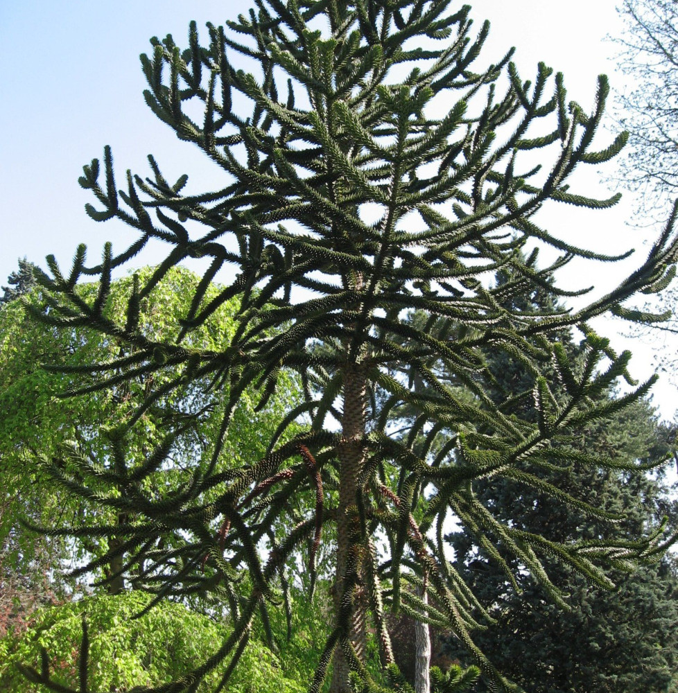 ARAUCARIA araucana / Désespoir des singes