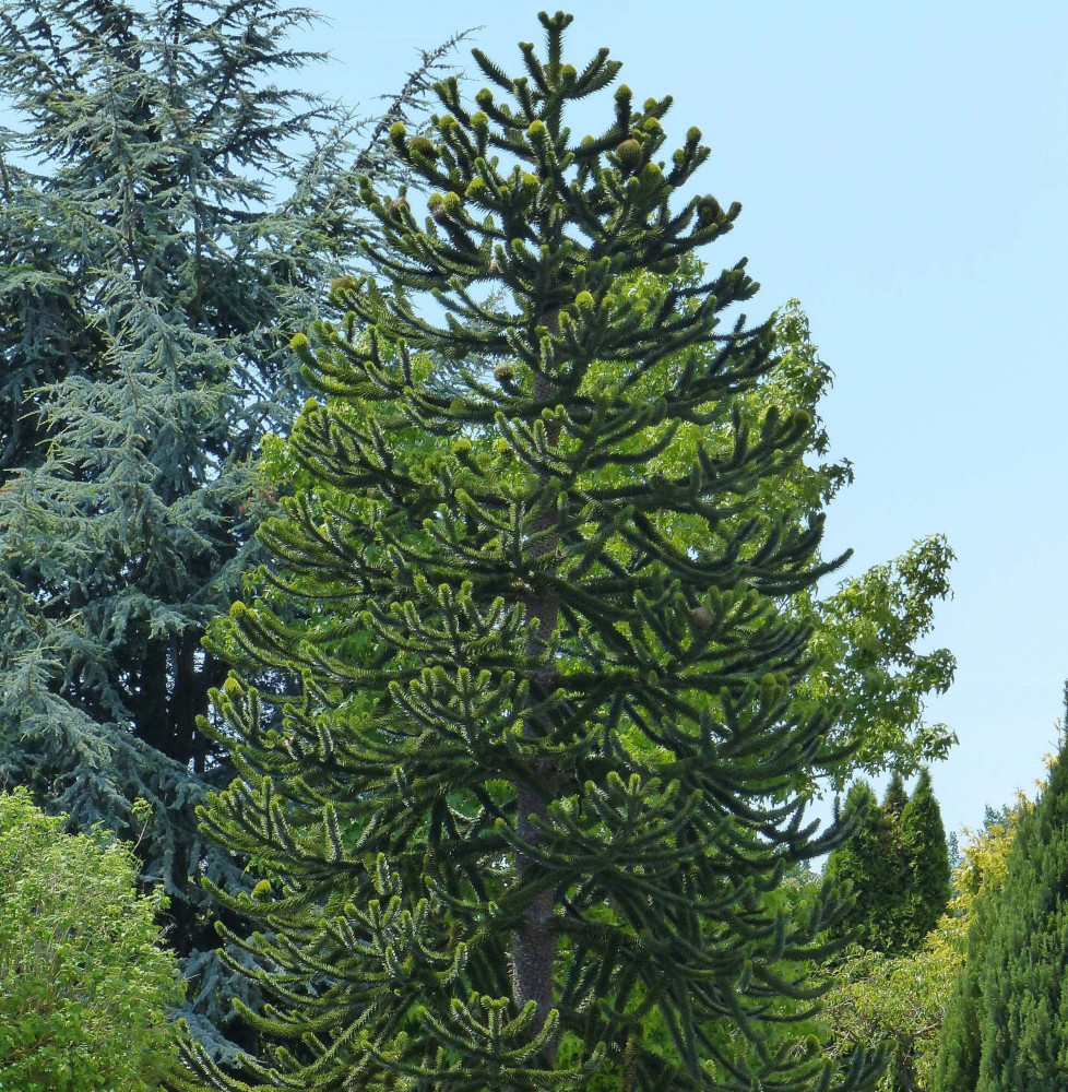 ARAUCARIA araucana / Désespoir des singes