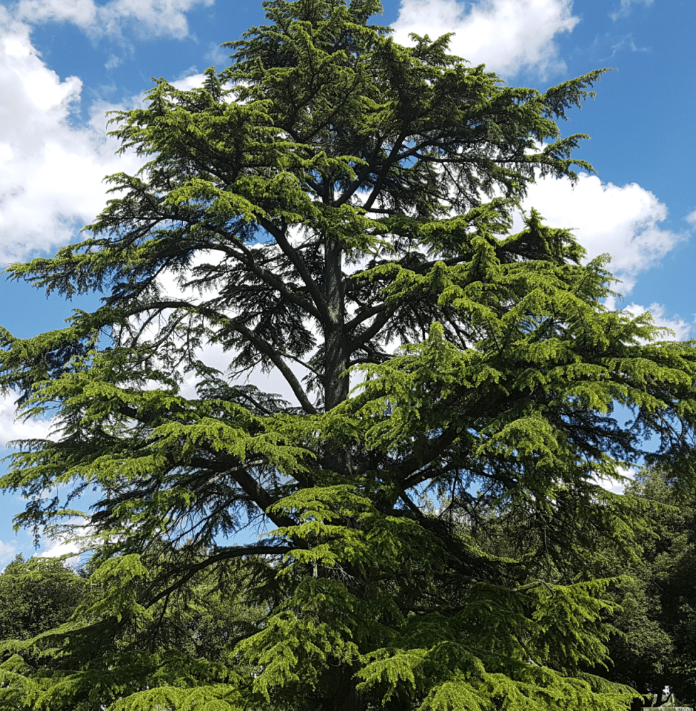 CEDRUS deodara ‘Aurea’  / Cèdre de l'Himalaya doré