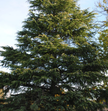 CEDRUS deodara ‘Aurea’  / Cèdre de l'Himalaya doré