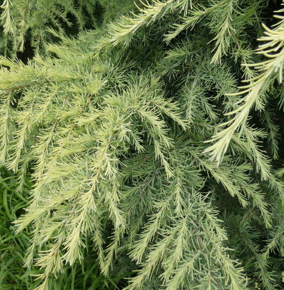 CEDRUS deodara ‘Aurea’  / Cèdre de l'Himalaya doré