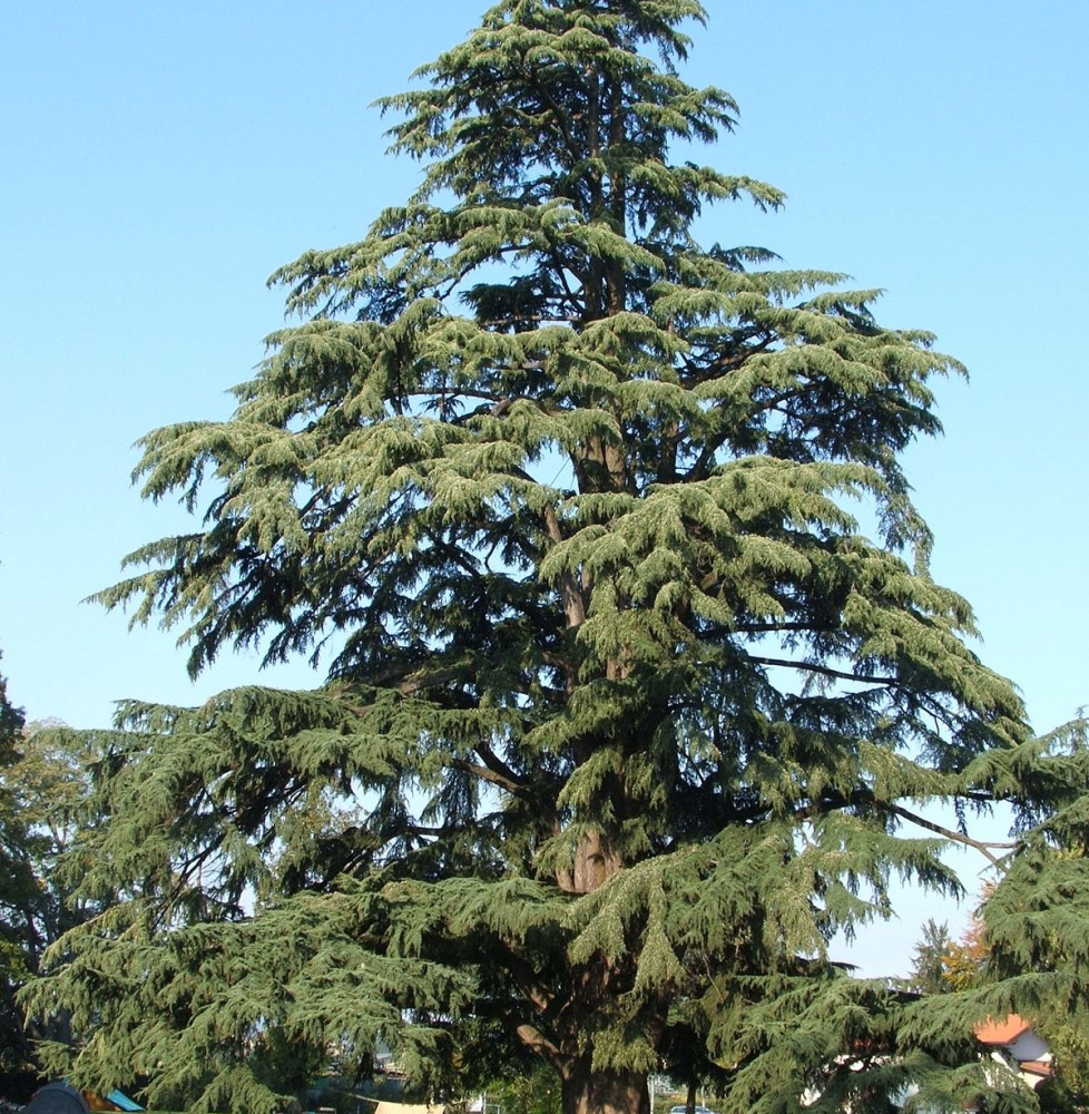 CEDRUS deodora   / Cèdre de l'Himalaya