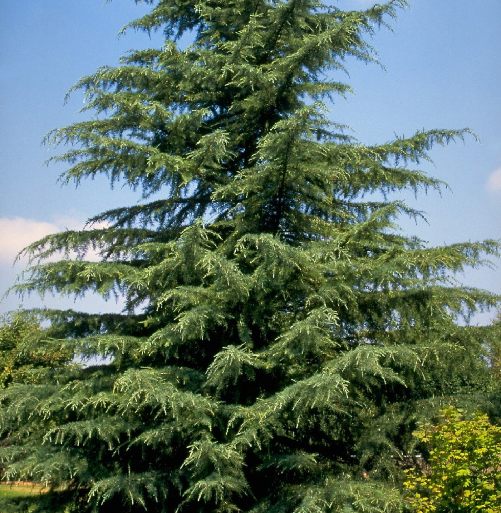 CEDRUS deodora   / Cèdre de l'Himalaya