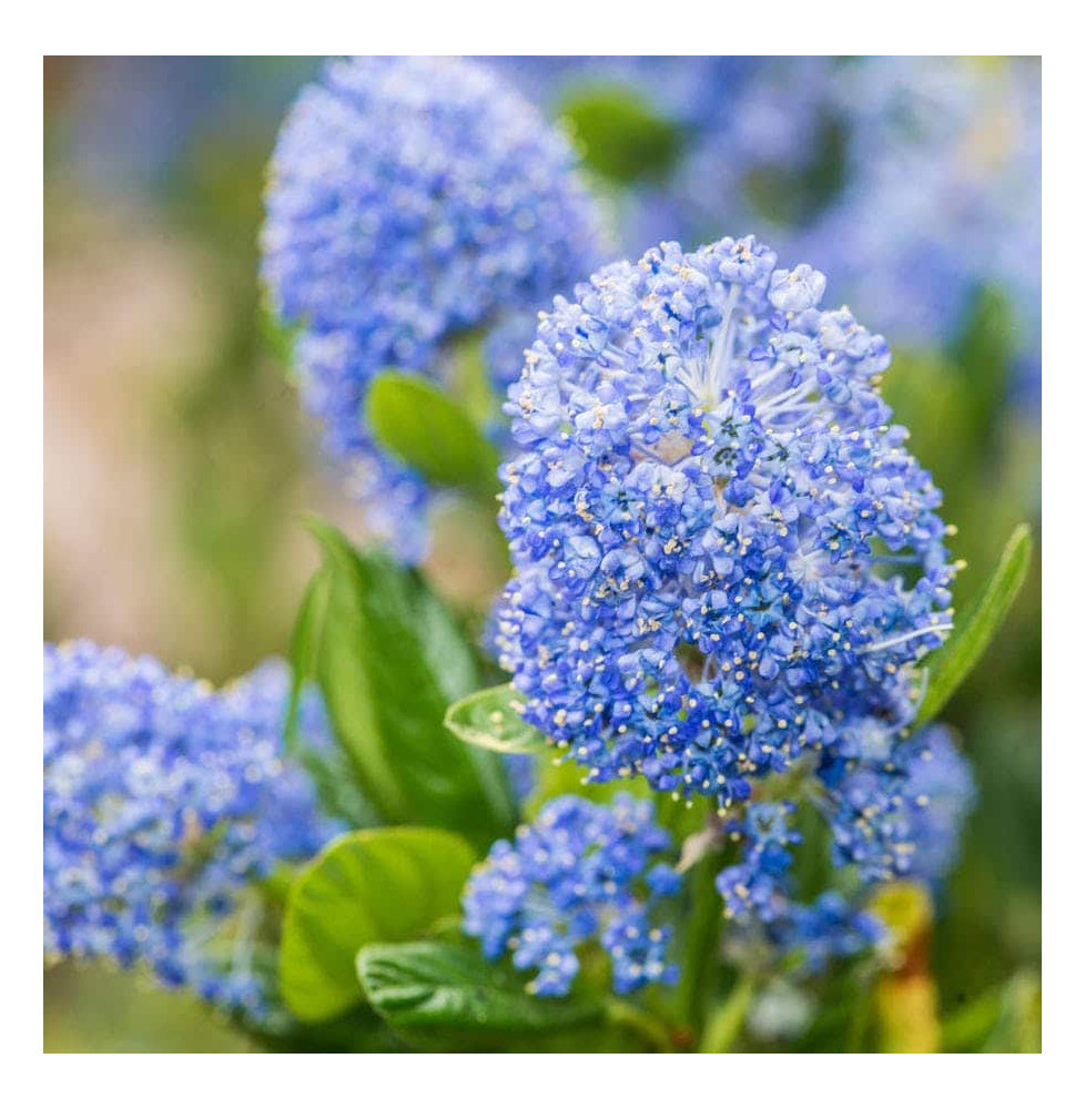 CEANOTHUS X thyrsiflorus 'Skylark’ / Céanothe, Lilas de Californie 'Skylark