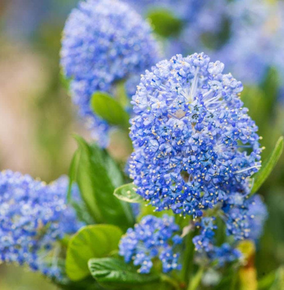 Pépinières Français PF_CEANOTHUS6 CEANOTHUS X thyrsiflorus 'Skylark’ / Céanothe, Lilas de Californie 'Skylark