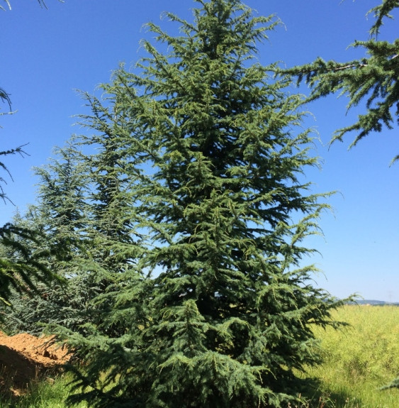 CEDRUS libani  / Cèdre du Liban