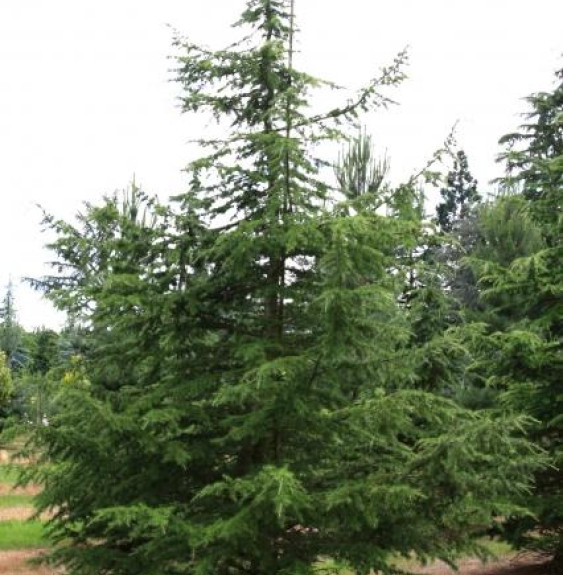 CEDRUS libani  / Cèdre du Liban