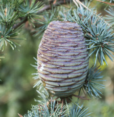 Cedrus libani atlantica 'Fastigiata' / Cèdre de l'Atlas fastigié